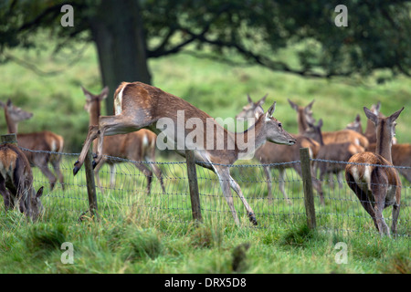 Red Deer; Cervus Elaphus; Weiblich, einen Zaun zu springen; Herbst; Derbyshire; UK Stockfoto