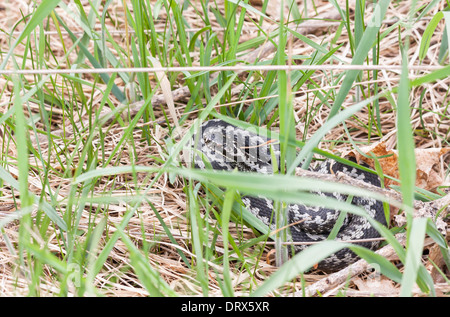 Grau und schwarz bunt gemeinsame Addierer oder Viper auf Rasen Stockfoto