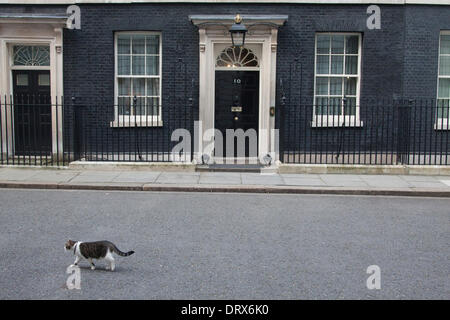 Westminster London, UK. 3. Februar 2014. Larry die Katze sieht man außerhalb Downing Street, London, UK. Bildnachweis: Amer Ghazzal/Alamy Live-Nachrichten Stockfoto