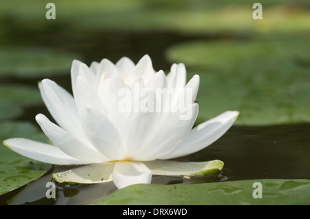Wildwasser-Lilie Blume mit grüner Seerosen auf einem Teich schwimmen. Stockfoto