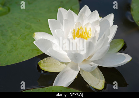 White Water Lily und grün Seerosen schwimmend auf Teich. Stockfoto