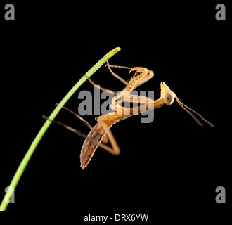 Gottesanbeterin auf schwarzem Hintergrund isoliert Stockfoto