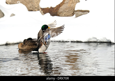Männliche Stockente stretching Flügel auf Winter-Stream. Stockfoto