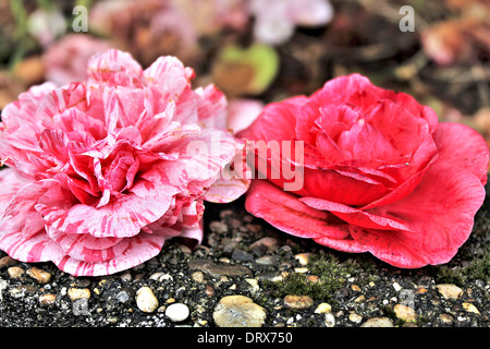 Spa-rosa und rote Blüten mit Regen fällt Stockfoto