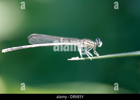 Libelle auf Zweig Stockfoto