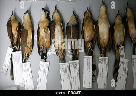 Galapagos-Inseln. Erhalten große abgerechneten Kuckucke Vögel am Charles-Darwin-Forschungszentrum, Santa Cruz. Stockfoto