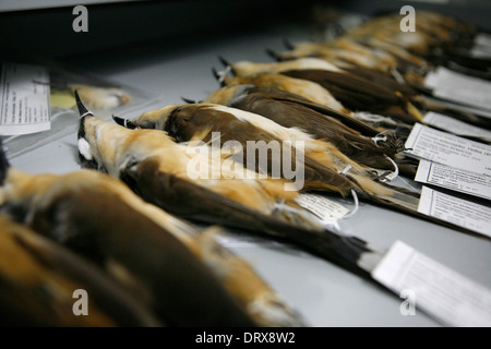 Galapagos-Inseln. Erhalten große abgerechneten Kuckucke Vögel bei Darwin Conservation Centre, Santa Cruz. Stockfoto