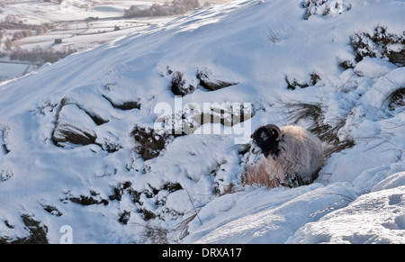 Ein Schaf im Schnee, an den Hängen des Skiddaw, Lake District, England Stockfoto