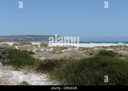 Dünen und Dünenvegetation auf Noordhoek Strand in der Cape Peninsula, South Africa, mit Kommetjie im Hintergrund Stockfoto