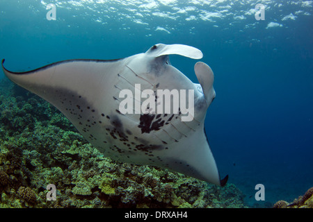 Eine Küste Mantarochen (Manta Alfredi) gleitet durch eine Reinigungsstation vor der Küste von Kona Welt berühmten Manta Tauchplatz. Stockfoto