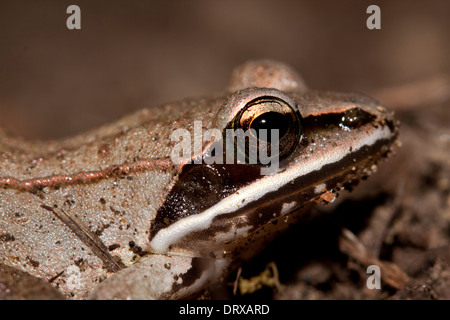 Ein Holz-Frosch im Laub auf dem Boden in Connecticut Stockfoto