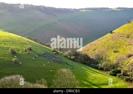 Schafe auf Devils Dyke in der Nähe von Brighton, East Sussex. South Downs National Park Stockfoto