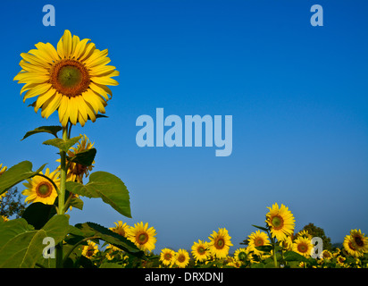 Schöne Sonnenblumen im Feld mit strahlend blauem Himmel Stockfoto
