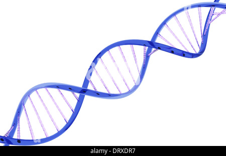 Closeup Strang der DNA gebildet von einem Glasmaterial auf einem weißen Hintergrund. Stockfoto