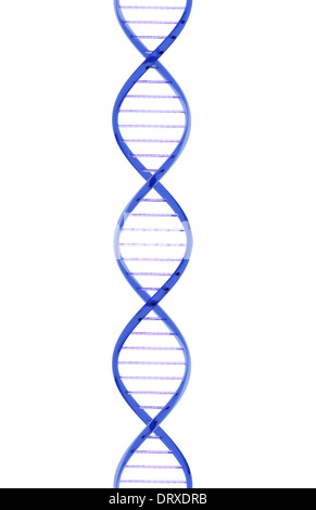 Closeup Strang der DNA gebildet von einem Glasmaterial auf einem weißen Hintergrund. Stockfoto