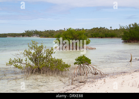 Rote Mangroven (Rhizophora Mangle) in einer sandigen Bucht Stockfoto