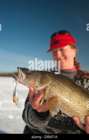 Frau hält einen Winter Zander, dass sie Eisangeln gefangen. Stockfoto