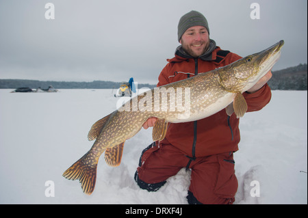 Angler hält einen riesigen Hecht, dass er Eisangeln gefangen. Stockfoto