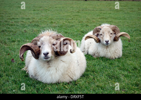 Wiltshire Horn Schafe mit prächtigen Hörner Stockfoto