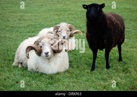 Wiltshire Horn Schafe mit prächtigen Hörner Stockfoto