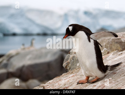 Gentoo Penguin stehen auf Felsformation Stockfoto