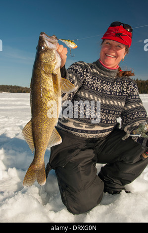 Frau hält einen Winter Zander, dass sie Eisangeln gefangen. Stockfoto