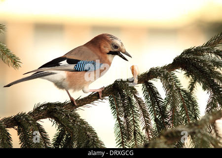 Eichelhäher (Garrulus Glandarius) fiel nur das Essen aus seinem Schnabel stehend in Fichte Stockfoto