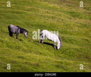 Pferde grasen, Sommer, Island Stockfoto
