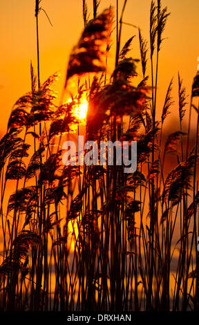 Lebus, Deutschland. 25. Januar 2014. Die Sonne geht hinter Schilf am Ufer des deutsch-polnischen Grenzfluss Oder in Lebus, Deutschland, 25. Januar 2014. Foto: Patrick Pleul/Dpa/Alamy Live News Stockfoto