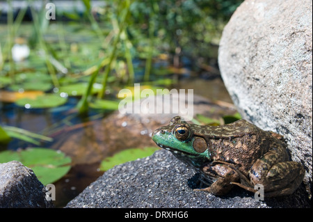 Frosch sitzt auf einem Felsen neben einem Teich. Stockfoto