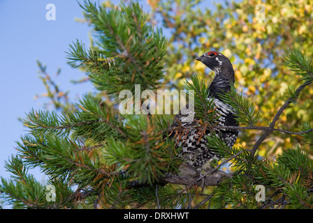 Ein Ruffed Grouse sitzt in einer Tanne. Stockfoto