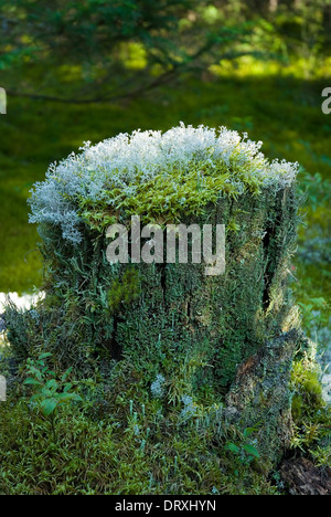 Flechten wachsen auf einem alten Baumstumpf im Wald. Stockfoto