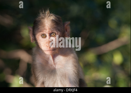 Affen Sammeln am Straßenrand in der Nähe von Mahabaleshwar, Maharashtra warten auf Handzetteln. Stockfoto