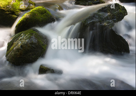 Wasser fließt über moosige Felsen im Wald. Stockfoto