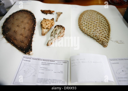 Galapagos-Inseln. Erhaltene Kaktus an Darwin Conservation Centre, Santa Cruz. Stockfoto