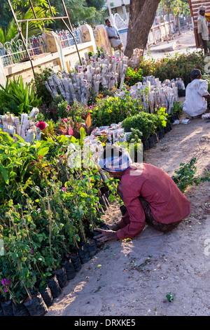 Indischer Mann Verkauf von Gartenpflanzen auf der Straße in Puttaparthi, Andhra Pradesh, Indien Stockfoto