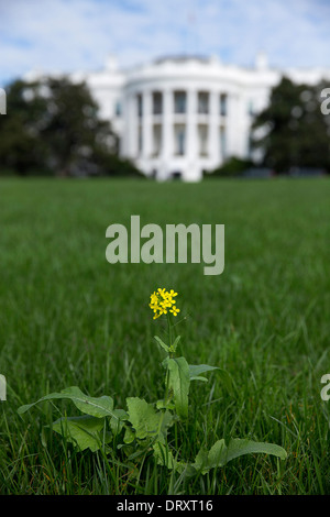 Unkraut wächst auf dem South Lawn des weißen Hauses, wie die Gärten während einer 16-tägigen Bundesregierung Herunterfahren 17. Oktober 2013 in Washington, DC vernachlässigt wurden. Stockfoto