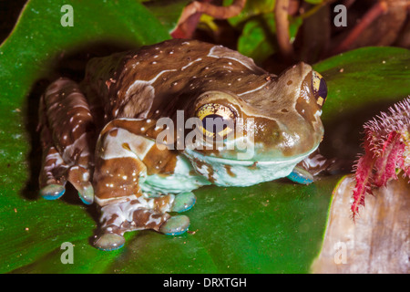 Mission Golden eyed Laubfrosch Stockfoto