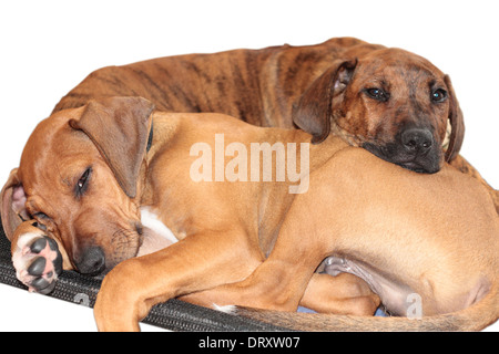 Hunde kastriert für die Annahme Stockfoto