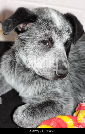 Süße Fluffly Welpen mit einem Spielzeug, für die Annahme Stockfoto