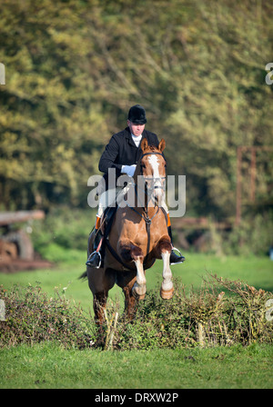 Ein Reiter nach Berkeley Jagd springt eine Absicherung bei einem November treffen in der Schinken Gloucestershire UK Stockfoto