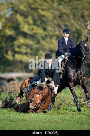 Ein Reiter nach Berkeley Jagd fällt beim Springen einer Hecke in einem November treffen in der Schinken Gloucestershire UK Stockfoto