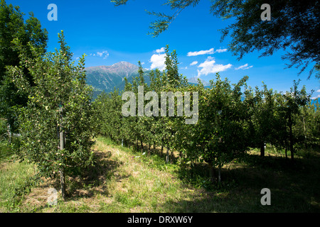 Apfelplantage in Norditalien im Val Vonosta, Vinschgau Stockfoto