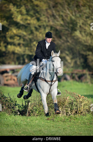 Ein Reiter nach Berkeley Jagd springt eine Absicherung bei einem November treffen in der Schinken Gloucestershire UK Stockfoto