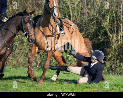 Ein weibliches Pferd Reiter nach Berkeley Jagd fällt nach dem Sprung einer Hecke in einem November treffen auf die Schinken-Gloucestershir Stockfoto