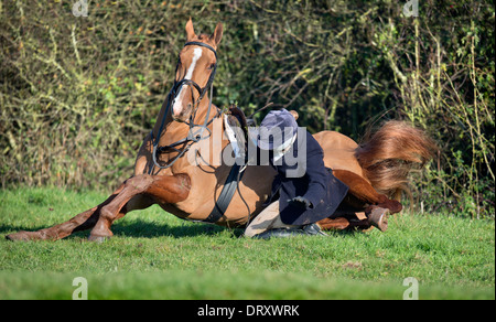 Ein weibliches Pferd Reiter nach Berkeley Jagd fällt nach dem Sprung einer Hecke in einem November treffen auf die Schinken-Gloucestershir Stockfoto