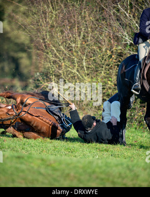 Ein Reiter nach Berkeley Jagd fällt beim Springen einer Hecke in einem November treffen in der Schinken Gloucestershire UK Stockfoto