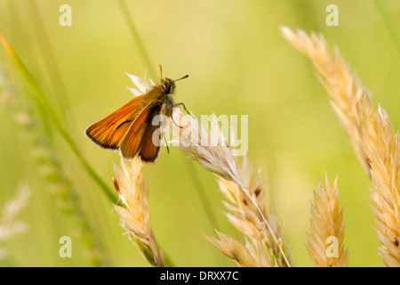 Kleine Skipper (Thymelicus Sylvestris) thront auf Grassamen Stockfoto