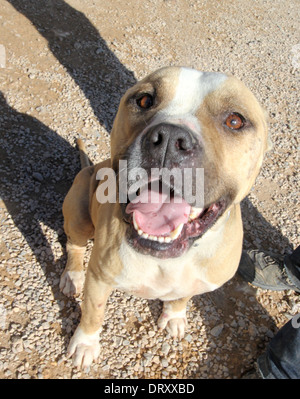 Amerikanische Personal Hund zu retten Stockfoto