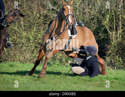 Ein weibliches Pferd Reiter nach Berkeley Jagd fällt nach dem Sprung einer Hecke in einem November treffen auf die Schinken-Gloucestershir Stockfoto